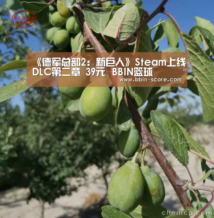 BBIN篮球